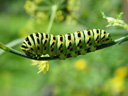 swallowtail caterpillar (papilio machaon). 2005-09-04, Sony Cybershot DSC-F717.