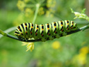 schwalbenschwanz-raupe (papilio machaon) || foto details: 2005-09-04, rum, austria, Sony Cybershot DSC-F717.