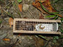 first catch: a eurasian field mouse (apodemus sp.). 2005-09-13, Sony Cybershot DSC-F717.