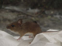 eurasian field mouse (apodemus sp.). 2005-09-13, Sony Cybershot DSC-F717.