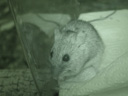 eurasian field mouse (apodemus sp.), nightshot. 2005-09-13, Sony Cybershot DSC-F717.