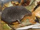 southern water shrew (neomys anomalus). 2005-09-14, Sony Cybershot DSC-F717.