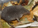 southern water shrew (neomys anomalus). 2005-09-14, Sony Cybershot DSC-F717.
