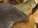southern water shrew (neomys anomalus), close-up. 2005-09-14, Sony Cybershot DSC-F717.