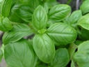 basil (ocimum sp.)