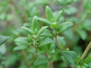 thyme (thymus vulgaris). 2005-05-22, Sony Cybershot DSC-F717.