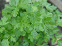 parsley (petroselinum crispum). 2005-05-22, Sony Cybershot DSC-F717.