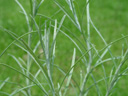  curry plant (helichrysum italicum). 2005-05-22, Sony Cybershot DSC-F717.