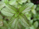 peppermint (mentha x piperita). 2005-05-30, Sony Cybershot DSC-F717.