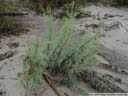 german tamarisk (myricaria germanica). 2005-09-29, Sony Cybershot DSC-F717.