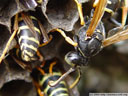 a wasp's nest, close-up. 2005-09-29, Sony Cybershot DSC-F717.