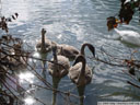 a family of swans followed us around. 2005-09-29, Sony Cybershot DSC-F717.