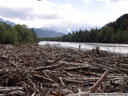 dead wood after the floodings last month. 2005-09-29, Sony Cybershot DSC-F717.