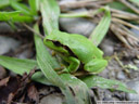 european tree frog (hyla arborea). 2005-09-29, Sony Cybershot DSC-F717.