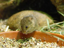 harvest mouse (micromys minutus)