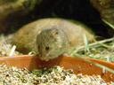 harvest mouse (micromys minutus). 2005-10-05, Sony Cybershot DSC-F717.