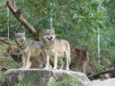 european wolves (canis lupus). 2005-10-05, Sony Cybershot DSC-F717.