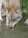 european wolf (canis lupus)