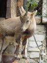 juvenile alpine ibex (capra ibex ibex)