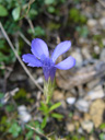 fringed gentian (gentiana ciliata/gentianopsis ciliata)