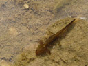 a newt