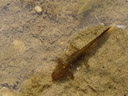 a newt. 2005-10-06, Sony Cybershot DSC-F717.