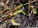 northern bog clubmoss (lycopodiella inundata). 2005-10-29, Sony Cybershot DSC-F717.