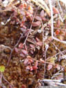 small cranberry (vaccinium microcarpum)