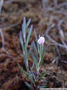 bog-rosemary (andromeda polifolia var. polifolia) in bloom. 2005-10-29, Sony Cybershot DSC-F717.