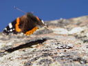 red admiral (vanessa atalanta), taking off