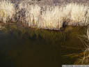 quaking bog - a mat of plants growing over a water surface. 2005-10-30, Sony Cybershot DSC-F717.