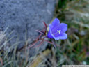 bellflower (campanula sp.). 2005-10-30, Sony Cybershot DSC-F717.