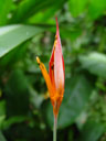parakeet flower (heliconia psittacorum). 2005-11-09, Sony Cybershot DSC-F717. keywords: orange red