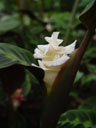 zebra plant (calathea warscewiczii, marantaceae)