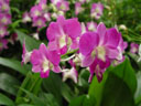 orchid (dendrobium hybrid). 2005-11-09, Sony Cybershot DSC-F717. keywords: pink