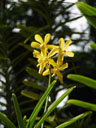 mokara orchid (mokara sp.). 2005-11-09, Sony Cybershot DSC-F717. keywords: yellow