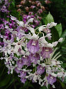 dendrobium khunying savetsila (dendrobium margaret thatcher x d. rahah). 2005-11-09, Sony Cybershot DSC-F717. keywords: pink white purple orchid