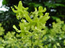 dendrobium begum khaleda zia (dendrobium white fairy x d. millenium jade). 2005-11-09, Sony Cybershot DSC-F717. keywords: green yellow orchid
