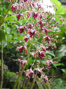dendrobium margaret thatcher (dendrobium concham x d. lasianthera)