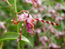 dendrobium margaret thatcher (dendrobium concham x d. lasianthera)
