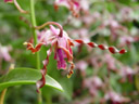 dendrobium margaret thatcher (dendrobium concham x d. lasianthera). 2005-11-09, Sony Cybershot DSC-F717. keywords: pink orchid