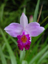 arundina graminifolia. 2005-11-09, Sony Cybershot DSC-F717. keywords: pink orchid