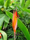 parakeet flower (heliconia psittacorum). 2005-11-09, Sony Cybershot DSC-F717. keywords: orange red