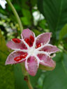 shrubby simpoh fruit (dillenia suffruticosa)