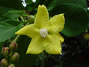 shrubby simpoh flower (dillenia suffruticosa)