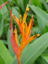 parakeet flower (heliconia psittacorum)