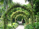 epiphyte arches. 2005-11-09, Sony Cybershot DSC-F717.