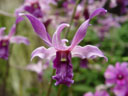 orchid (dendrobium sp.)