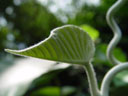 hairy leaf