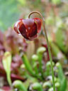 purple pitcher plant (sarracenia purpurea), flower
